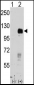 EphB4 Antibody