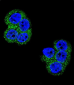 PDGFRB Antibody