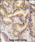 RAF1 Antibody (S233)