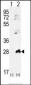 AK1 Antibody (N-term)