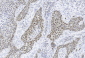 SOX2 Antibody 