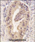 ATG16L1 Antibody