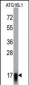 ATG16L1 Antibody