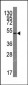 VGFR3 Antibody