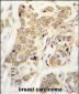 CDH8 Antibody (N-term)