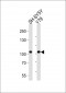 CDH8 Antibody (N-term)
