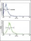 CD4 Antibody (C-term)