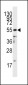 CD4 Antibody (C-term)