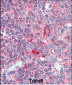 CD4 Antibody (C-term)