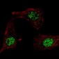 KLF4 Antibody (N-term C74)