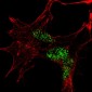 KLF4 Antibody (N-term C74)