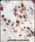 KLF4 Antibody (N-term C74)