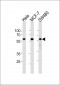 KLF4 Antibody (N-term)