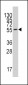 INDO Antibody (C-term)