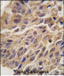 INDO Antibody (C-term)