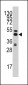 S adenosylhomocysteine hydrolase (ACHY) Antibody (C-term)