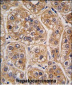 AKR1A1 Antibody (C-term)