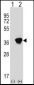 AKR1A1 Antibody (C-term)