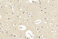 LGR5 (GPR49) Antibody (Center)
