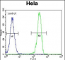 LGR5 (GPR49) Antibody (Center)