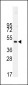 Desmin Antibody (T16)