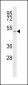 MCT1 (SLC16A1) Antibody (C-term)