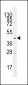 MCT1 (SLC16A1) Antibody (Center)