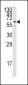 FZD1 Antibody (C-term)