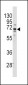 FZD1 Antibody (Center)