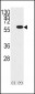 YB1 (YBX1) Antibody (N-term)