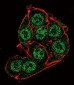 PDK4 Antibody (Center D98)