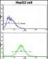 Cyclin A (CCNA2) Antibody (N-term)