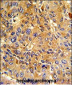 Cyclin A (CCNA2) Antibody (N-term)