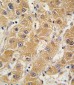 APOA5 Antibody (N-term)