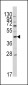 APOA5 Antibody (N-term)