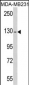 RASGRF1 Antibody (S929)