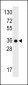 GC1qR (C1QBP) Antibody (C-term)