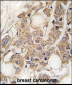 Vimentin Antibody (S82)