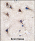 SEMA6A Antibody (C-term)