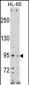 SEMA6A Antibody (C-term)