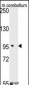 SEMA6A Antibody (C-term)