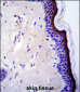 p53 Antibody (T55)