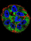 p53 Antibody (S15)