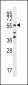 Cdc25A Antibody (S78)