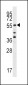 Cdc25A Antibody (S78)