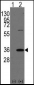 REA (PHB2) Antibody (N-term)