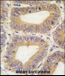 REA (PHB2) Antibody (C-term)