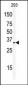 REA (PHB2) Antibody (C-term)