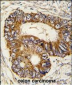 PHB2 Antibody (Y128)