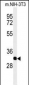 PHB2 Antibody (Y128)